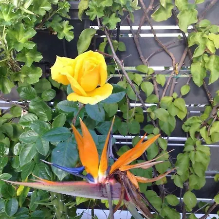 Casa Soleada - Beautiful Villa, Corner By Pools, Facilities,full Kitchen, 3 Terraces, Internet 펜션 *